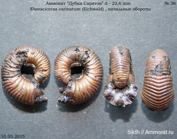 аммониты, Дубки, Eboraciceras, Саратовская область, Ammonites