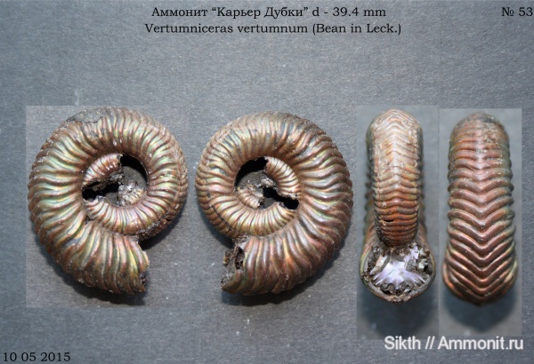 аммониты, Дубки, Vertumniceras, Саратовская область, Ammonites, Vertumniceras vertumnum