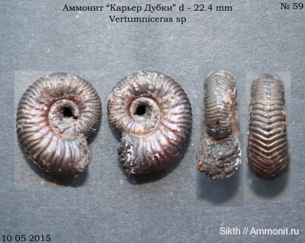 аммониты, Дубки, Vertumniceras, Саратовская область, Ammonites