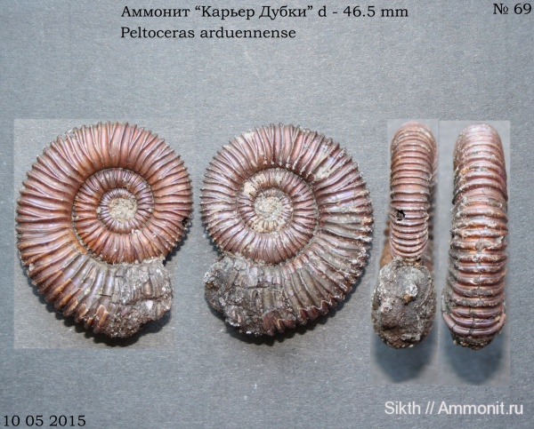 аммониты, Peltoceras, Дубки, Саратовская область, Peltoceras arduennense, Ammonites
