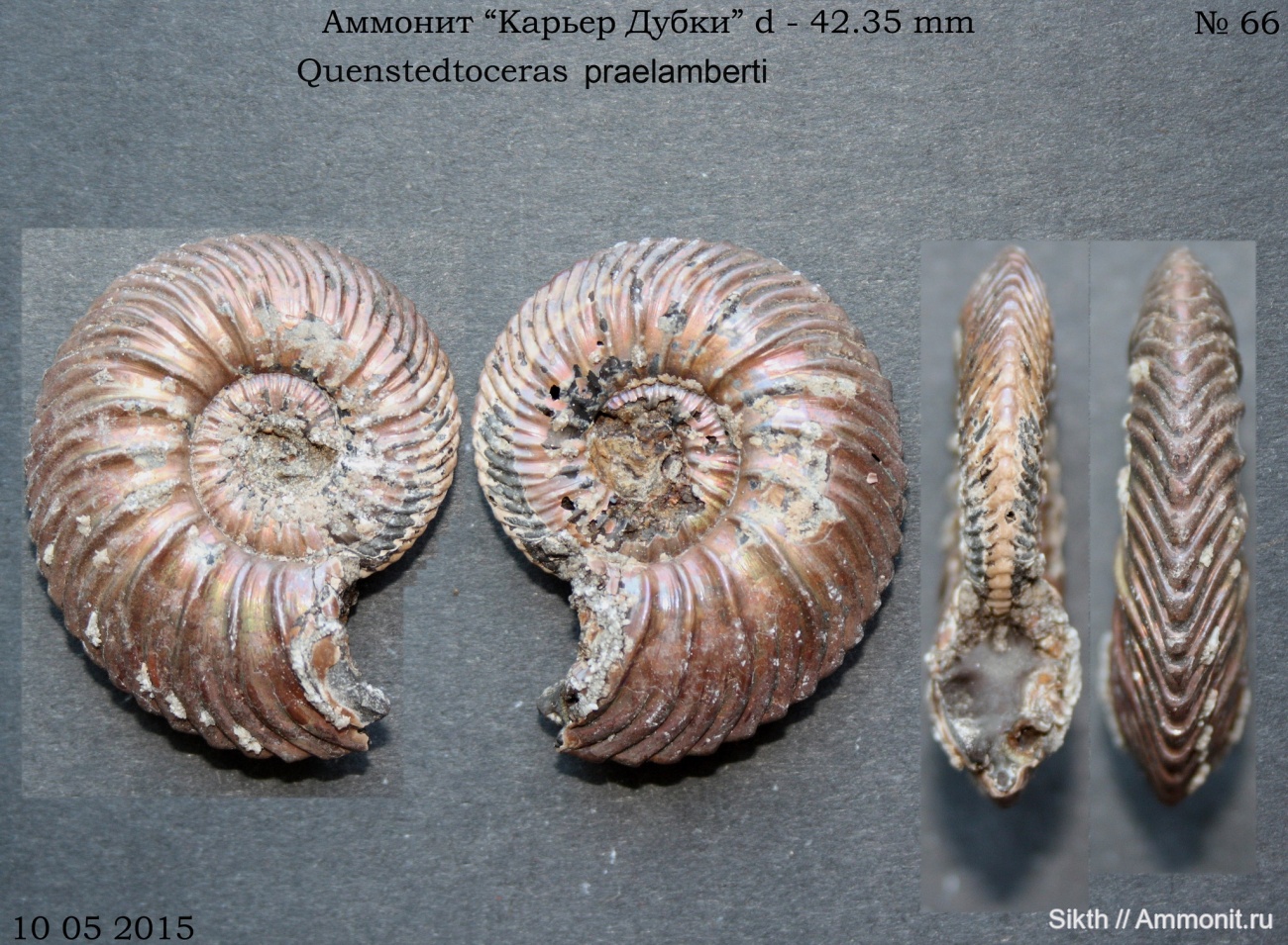 Карьер дубки. Карьер дубки саратовская область. Белемнит украшения. Аммонит дубки. Песчаный карьер дубки.