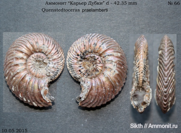 аммониты, Quenstedtoceras, Дубки, Quenstedtoceras praelamberti, Саратовская область, Ammonites