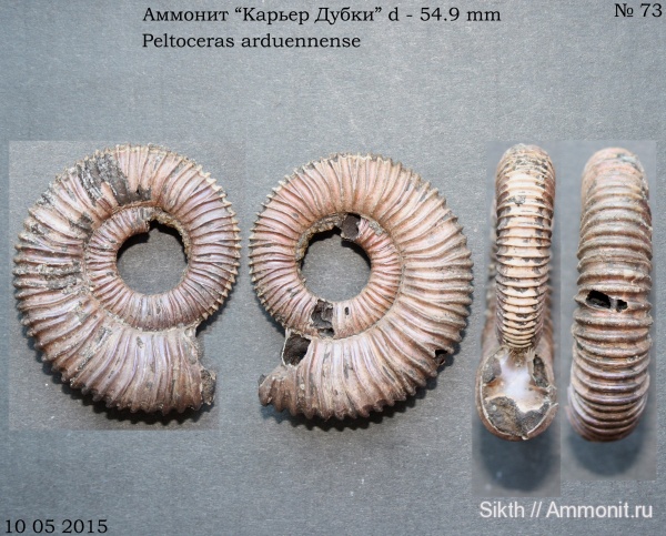 аммониты, Peltoceras, Дубки, Саратовская область, Peltoceras arduennense, Ammonites