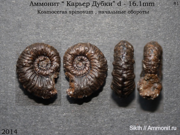 аммониты, Kosmoceras, Дубки, Саратовская область, Ammonites, Kosmoceras spinosum