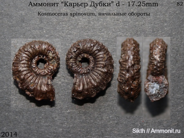 аммониты, Kosmoceras, Дубки, Саратовская область, Ammonites, Kosmoceras spinosum