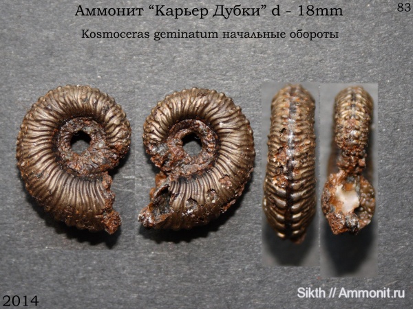 аммониты, Kosmoceras, Дубки, Саратовская область, Ammonites, Kosmoceras geminatum