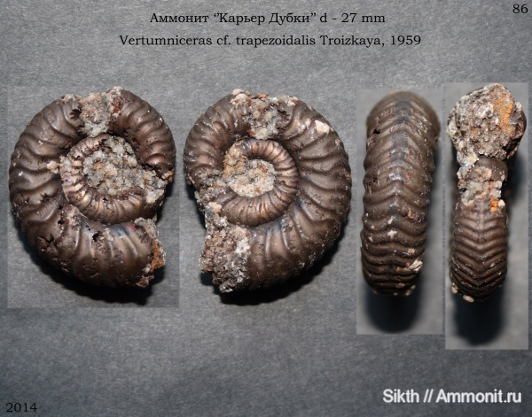аммониты, Дубки, Vertumniceras, Саратовская область, Ammonites, Vertumniceras trapezoidalis