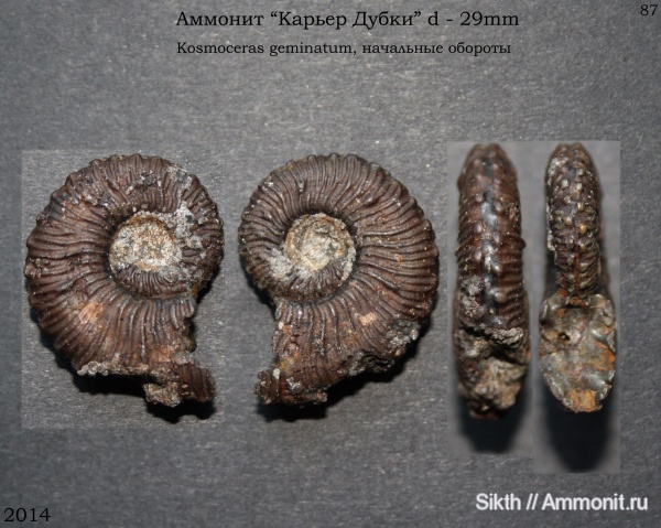 аммониты, Kosmoceras, Дубки, Саратовская область, Ammonites, Kosmoceras geminatum