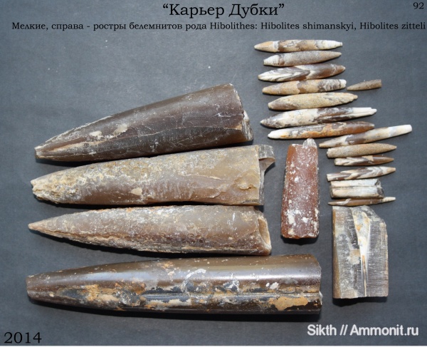 белемниты, Дубки, Саратовская область, belemnites