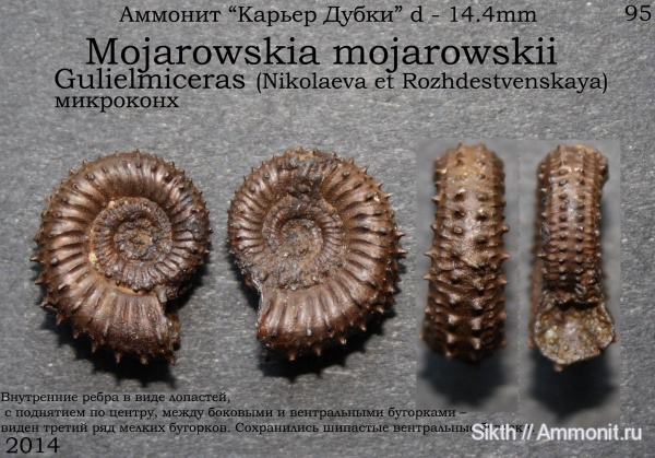 аммониты, Дубки, Саратовская область, Ammonites, Mojarowskia mojarowskii, Mojarowskia