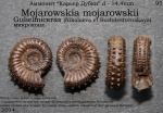 Mojarowskia mojarowskii