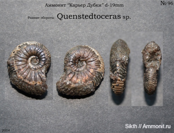 аммониты, Quenstedtoceras, Дубки, Саратовская область, Ammonites