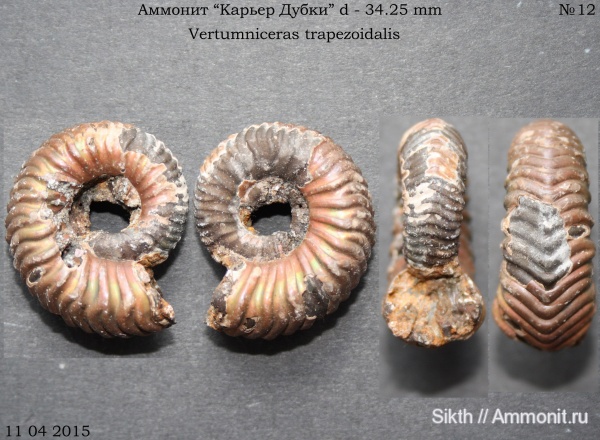 аммониты, Дубки, Vertumniceras, Саратовская область, Ammonites, Vertumniceras trapezoidalis