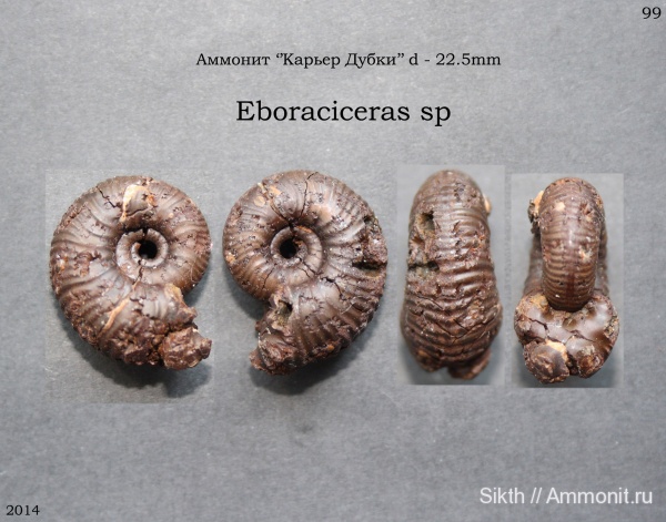 аммониты, Дубки, Eboraciceras, Саратовская область, Ammonites аммониты, Дубки, Eboraciceras, Саратовская область, Ammonites