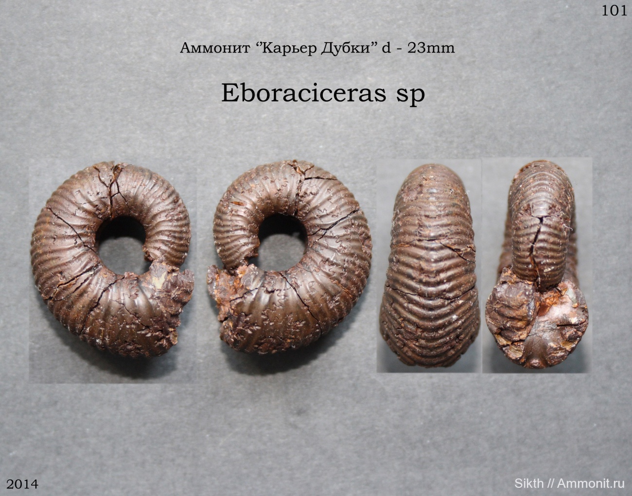 Аммонит дубки. Аммонит дубки. Михайловск озеро дубки. Карьер дубки саратовская область. Посёлок дубки, саратовская область аммониты.