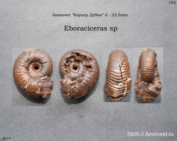 аммониты, Дубки, Eboraciceras, Саратовская область, Ammonites