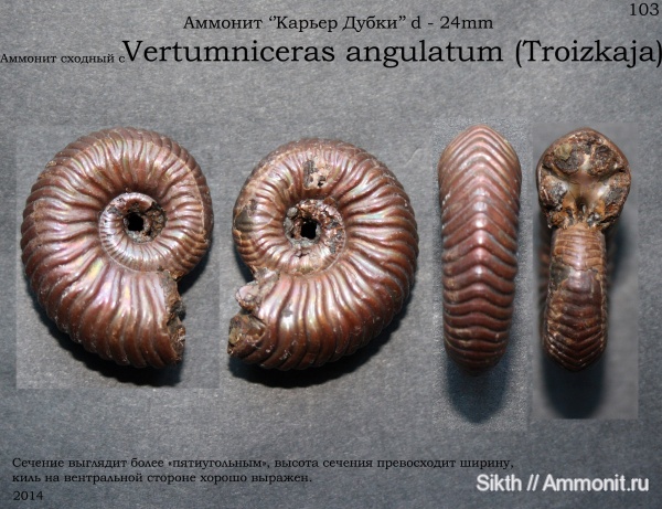 аммониты, Дубки, Vertumniceras, Саратовская область, Vertumniceras angulatum, Ammonites