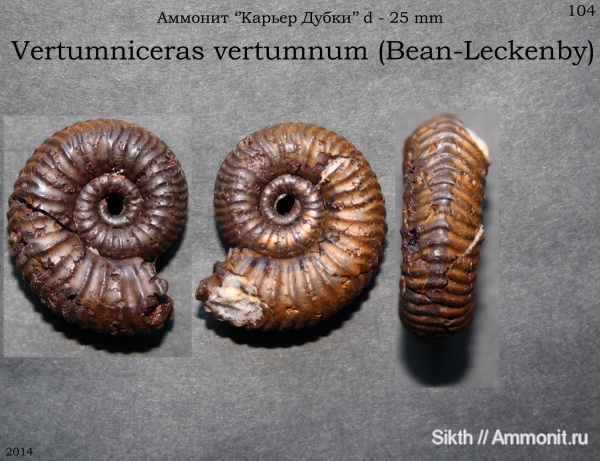 аммониты, Дубки, Vertumniceras, Саратовская область, Ammonites, Vertumniceras vertumnum