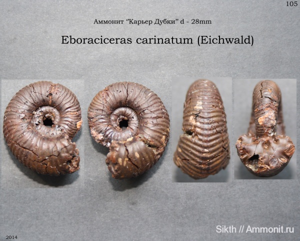 аммониты, Дубки, Eboraciceras, Eboraciceras carinatum, Саратовская область, Ammonites