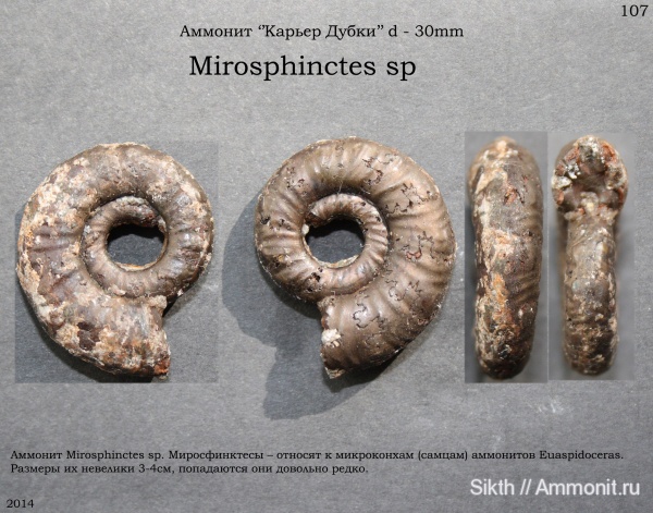 аммониты, Mirosphinctes, Дубки, Саратовская область, Ammonites