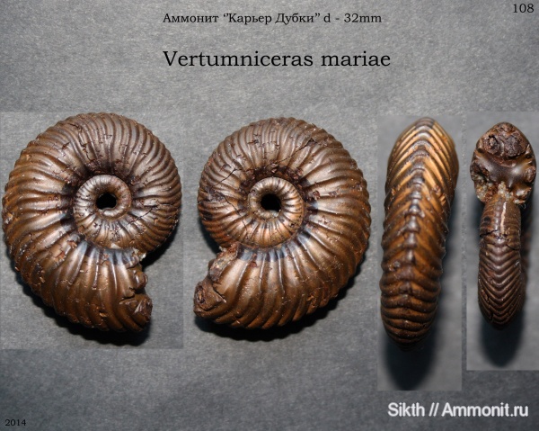 аммониты, Дубки, Vertumniceras, Саратовская область, Ammonites, Vertumniceras mariae
