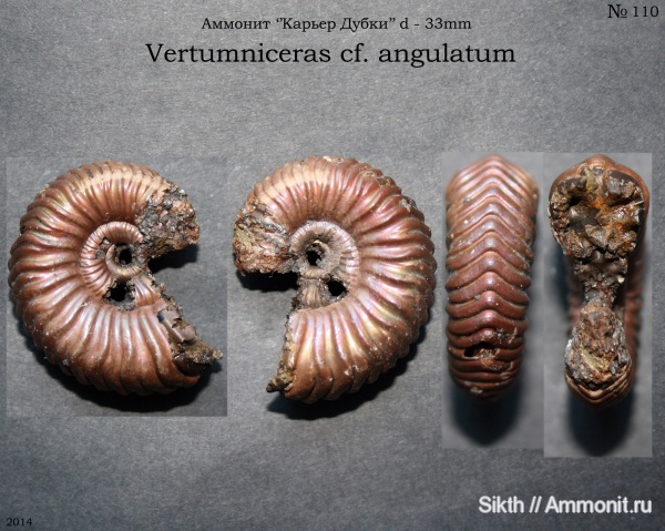 аммониты, Дубки, Vertumniceras, Саратовская область, Vertumniceras angulatum, Ammonites