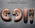 Vertumniceras angulatum