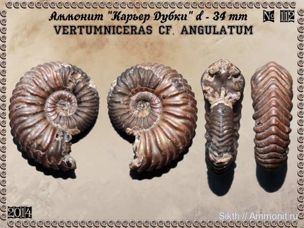 аммониты, Дубки, Vertumniceras, Саратовская область, Vertumniceras angulatum, Ammonites