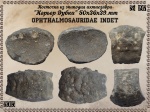 Ophthalmosauridae indet