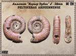 Peltoceras arduennense Peltoceras arduennense