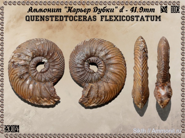 аммониты, Quenstedtoceras, Дубки, Саратовская область, Ammonites, Quenstedtoceras flexicostatum