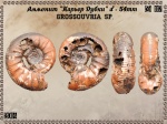Grossouvria sp. Grossouvria sp.