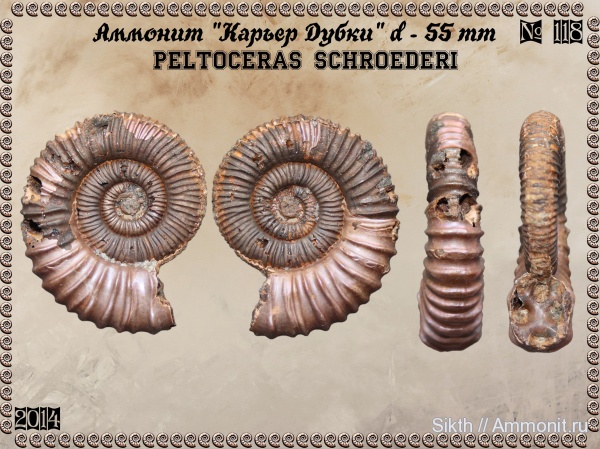 аммониты, Peltoceras, Дубки, Саратовская область, Ammonites, Peltoceras schroederi