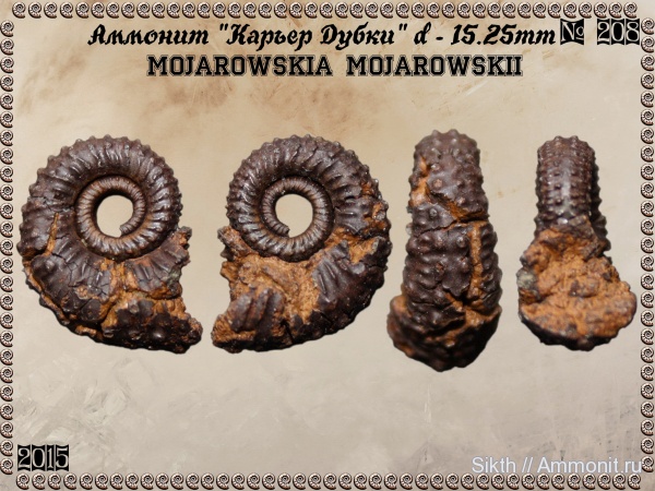 аммониты, Дубки, Саратовская область, Ammonites, Mojarowskia mojarowskii, Mojarowskia