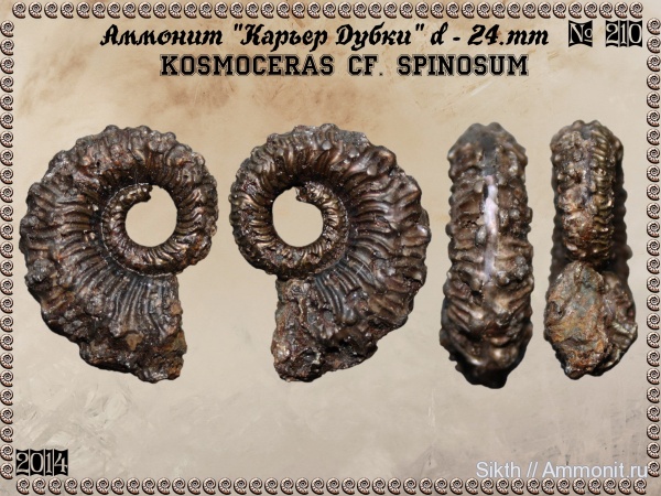 аммониты, Kosmoceras, Дубки, Саратовская область, Ammonites, Kosmoceras spinosum