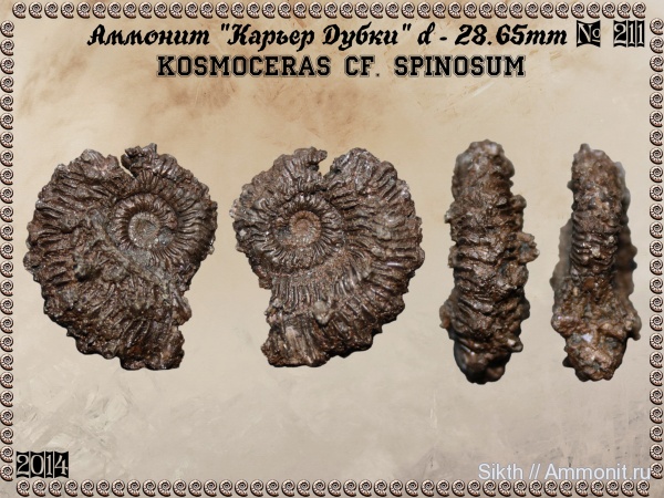 аммониты, Kosmoceras, Дубки, Саратовская область, Ammonites, Kosmoceras spinosum