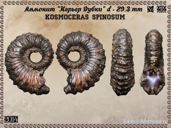 аммониты, Kosmoceras, Дубки, Саратовская область, Ammonites, Kosmoceras spinosum