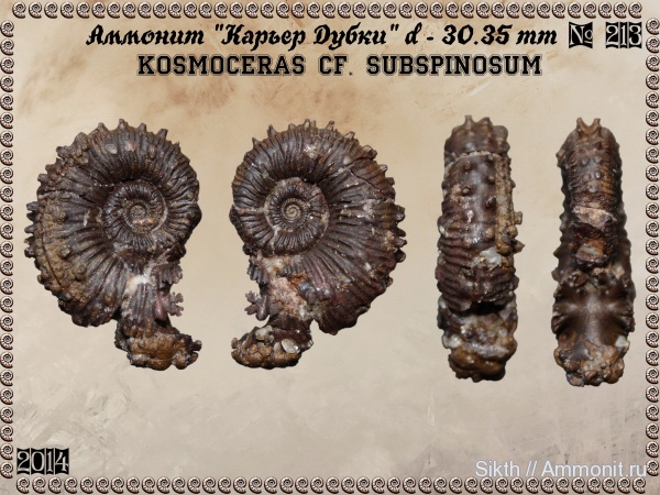 аммониты, Kosmoceras, Дубки, Саратов, Саратовская область, Ammonites, Kosmoceras subspinosum