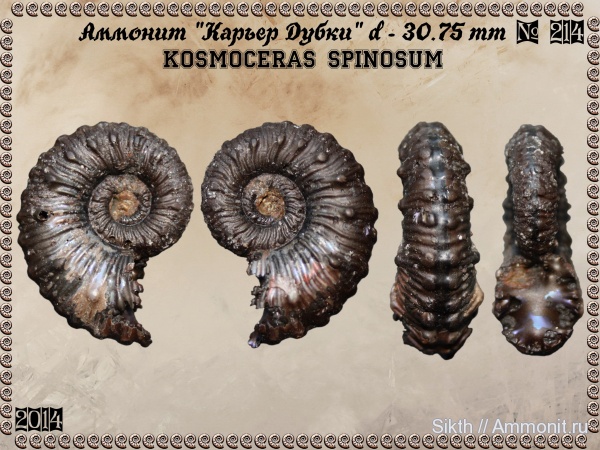 аммониты, Kosmoceras, Дубки, Саратовская область, Ammonites, Kosmoceras spinosum