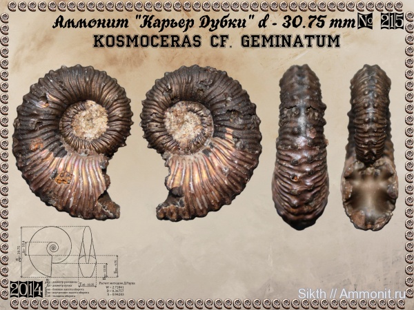 аммониты, Kosmoceras, Дубки, Саратовская область, Ammonites, Kosmoceras geminatum