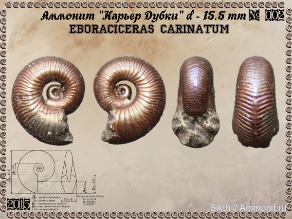 аммониты, Дубки, Eboraciceras, Eboraciceras carinatum, Саратовская область, Ammonites