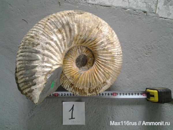 Аммониты кавказа