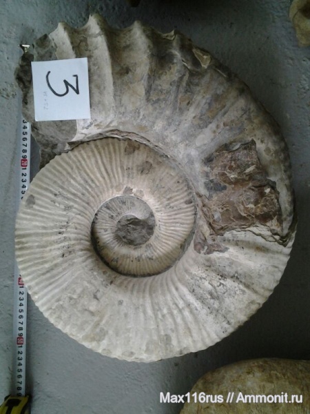 аммониты, Ammonitoceras, Ammonites
