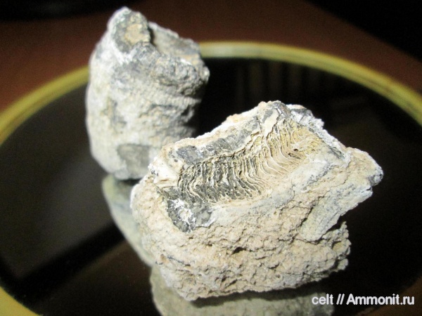 нужна помощь в определении