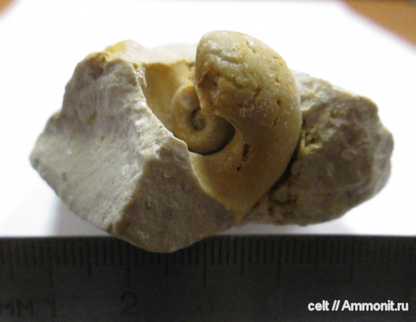 карбон, брюхоногие моллюски