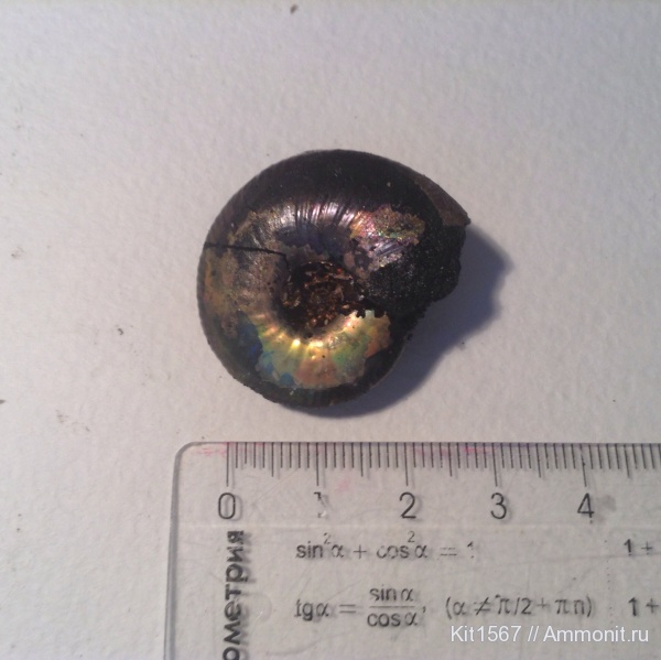 аммониты, юра, Фили, Craspedites, Ammonites, Jurassic