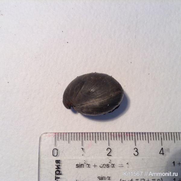 брахиоподы, юра, Фили, Russiella, Jurassic