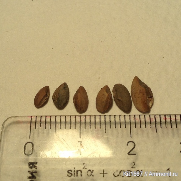 юра, Фили, отолиты, Otolithes, Jurassic, Palealbula, Palealbula moscoviensis