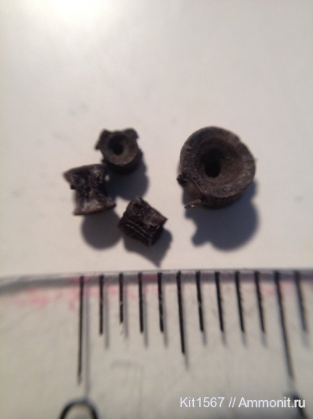 юра, Фили, рыбы, позвонки рыб, Jurassic, fish