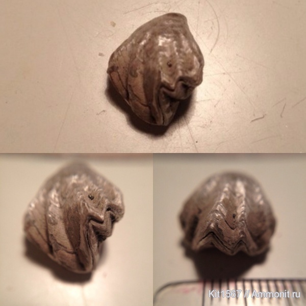 брахиоподы, Фили, Rhynchonella, Rhynchonella rouillieri